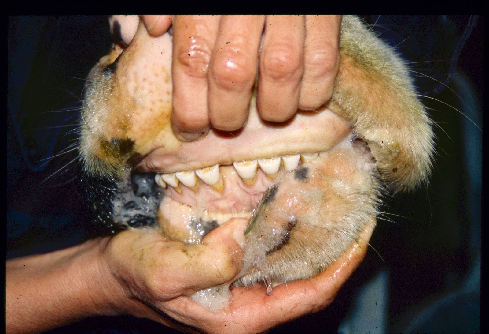 Variant hairy benley fish teeth have Are absolutely hairy benley fish teeth